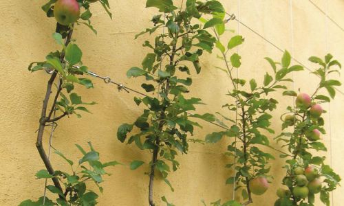Spalierobst Apfelbaum im Garten – Obstbaumpflege im Raum Bamberg
