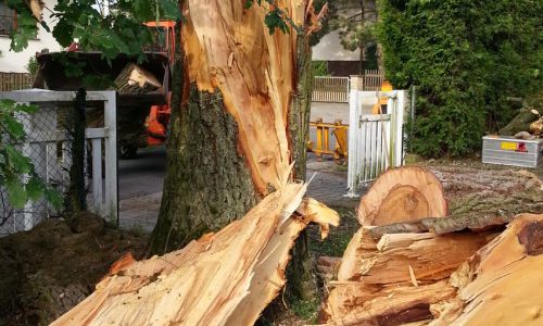 Sturmschaden an einem Baum – beschädigter Baum wird fachgerecht entfernt