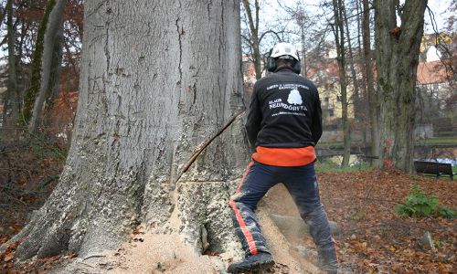 Professionelle Baumfällung mit Motorsäge durch Baumpfleger