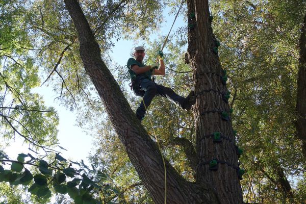 Mann klettert gesichert an einem Baum mit Seiltechnik und Klettergriffen