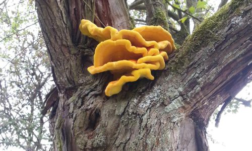 Baumpilz am Stamm eines Baumes – Hinweis auf mögliche Schäden bei der Baumpflege